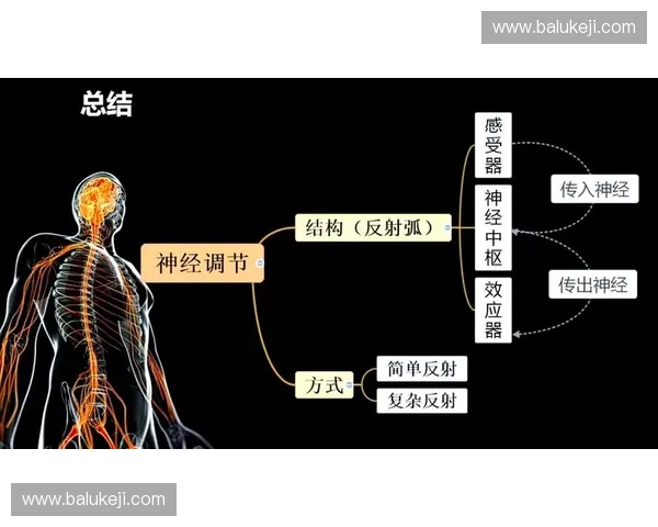以落地平衡为核心探讨人体运动中的稳定性与调节机制